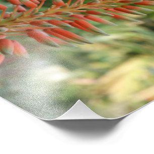 Aloe Vera Foto Kodak Foto Paper (Satin)