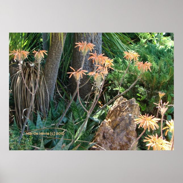 Aloe Vera Garden Poster (Vorne)