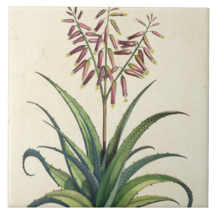 Aloe Vera gemein, von "Phytographia Curiosa", p Fliese