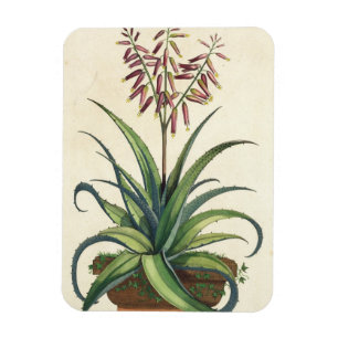Aloe Vera gemein, von "Phytographia Curiosa", p Magnet
