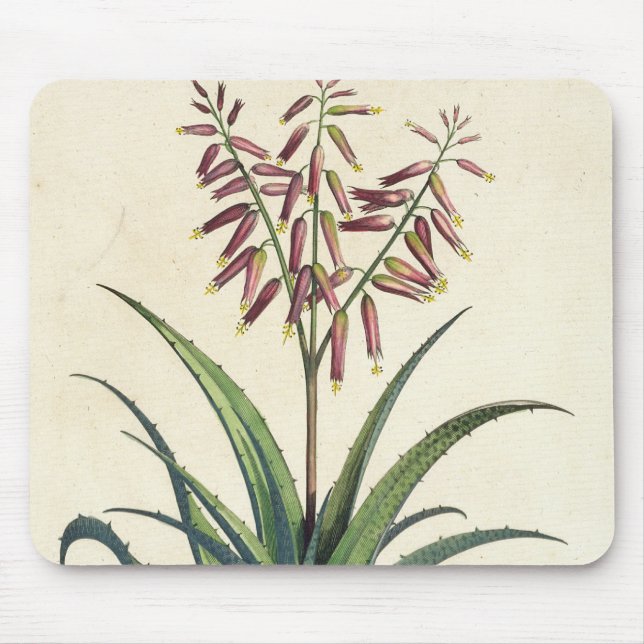 Aloe Vera gemein, von "Phytographia Curiosa", p Mousepad (Vorne)