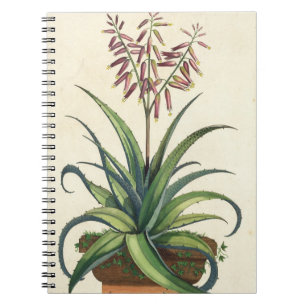 Aloe Vera gemein, von "Phytographia Curiosa", p Notizblock