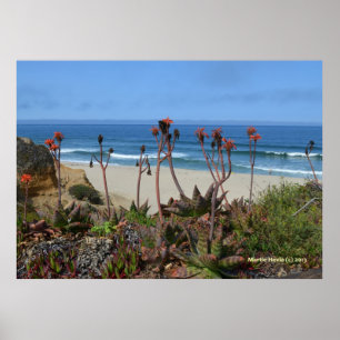 Aloe Vera in Half Moon Bay Poster