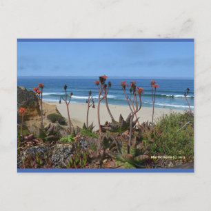 Aloe Vera in HMB   Blue Beach Song™ Postkarte