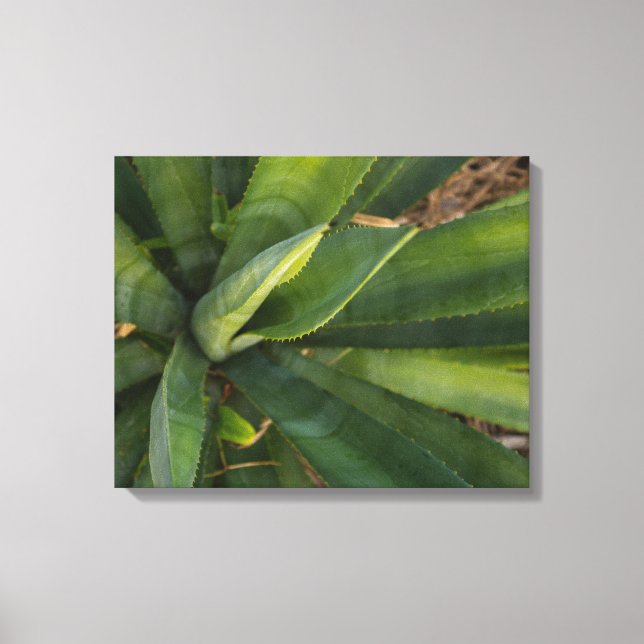 Aloe Vera Leinwanddruck (Vorderseite)