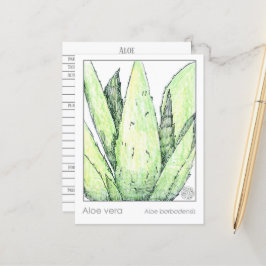 Aloe Vera Materia Medica Cards Kräuterstudien Pfla Postkarte