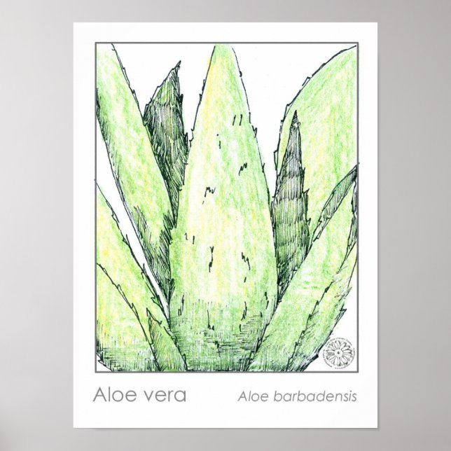 Aloe Vera Materia Medica Kräuterkunde Botanisch Poster (Vorne)