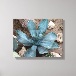 Aloe Vera Pflanze Foto Wrapped Canvas Print Leinwanddruck