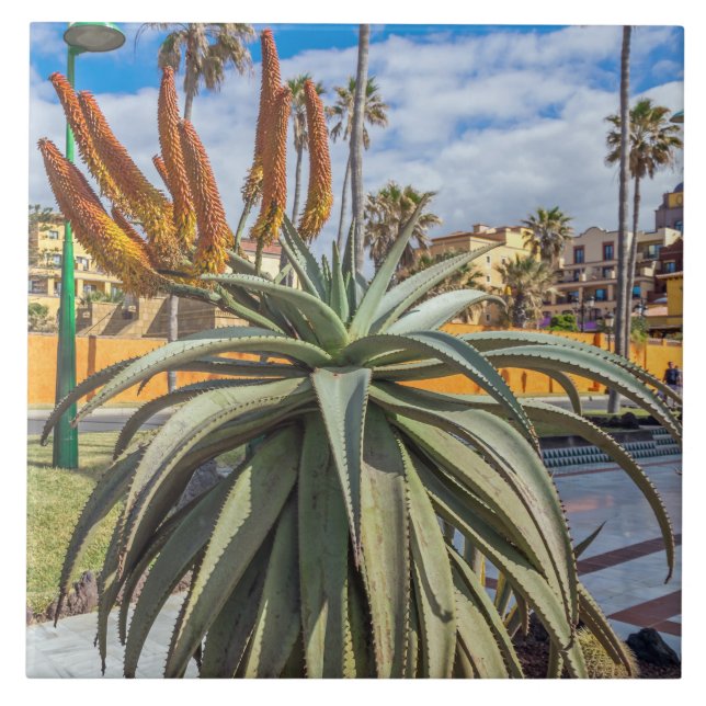 Aloe Vera Pflanze Keramik Fliese (Vorderseite)