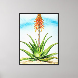 Aloe-Vera-Pflanze Leinwanddruck