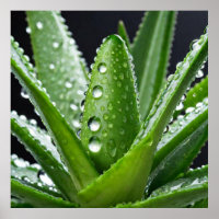 Aloe Vera Pflanze