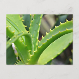 Aloe Vera Postkarte