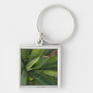 Aloe Vera Schlüsselanhänger
