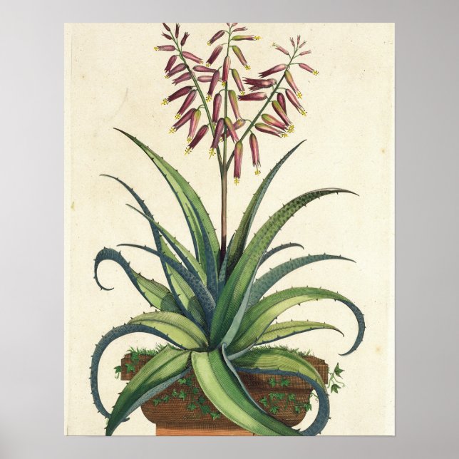 Aloe Vera Vulgaris, von "Phytographia Curiosa", p. Poster (Vorne)