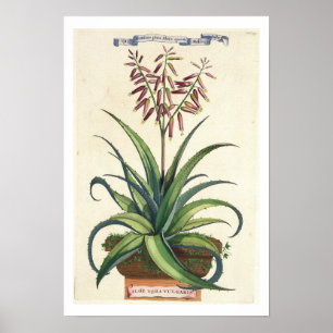 Aloe Vera Vulgaris, von "Phytographia Curiosa", p. Poster