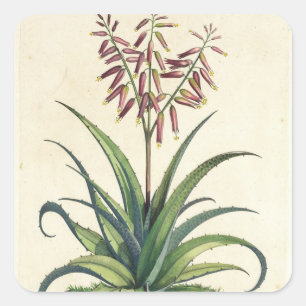 Aloe Vera Vulgaris, von "Phytographia Curiosa", p. Quadratischer Aufkleber