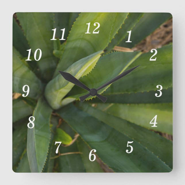 Aloe Vera Wall Uhr (Vorderseite)