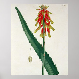 Aloe von "Phytographie Medicale" durch Joseph Poster