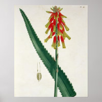 Aloe von "Phytographie Medicale" von Joseph Roques
