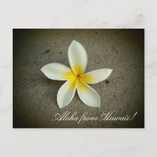 Aloha aus Hawaii plumeria Blume einfache Postkarte