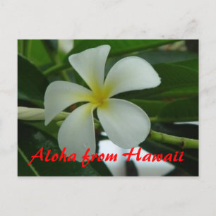 Aloha aus Hawaii Postkarte