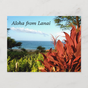 Aloha aus Lanai Hawaii Postkarte