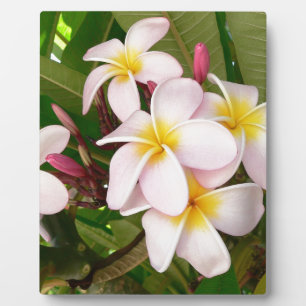 Aloha blüht hawaiischer Frangipani Brautparty Fotoplatte