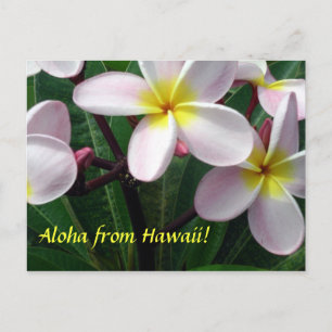 "Aloha from Hawaii" Postkarte