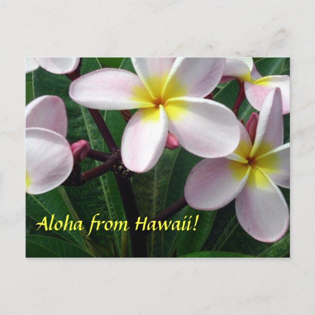 "Aloha from Hawaii" Postkarte (Vorderseite)