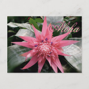 Aloha Greetings Tropical Bromeliad Postkarte