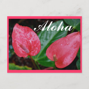 Aloha Hawaii Anthurium Postkarte
