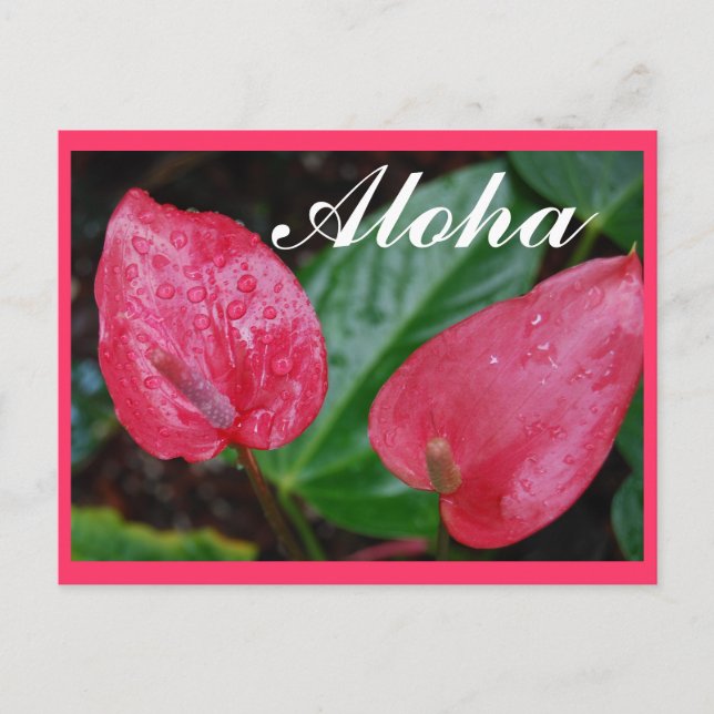 Aloha Hawaii Anthurium Postkarte (Vorderseite)