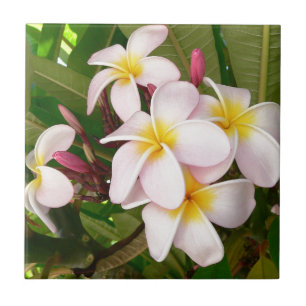 Aloha Hawaiian Frangipani Blossoms Brautparty Fliese