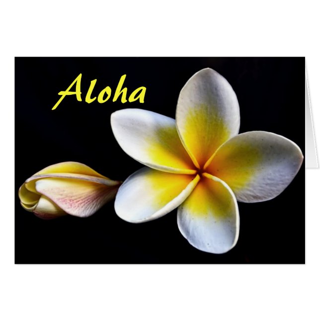 Aloha Hawaiian Frangipani Blossoms Plumerias (Vorderseite (Horizontal))