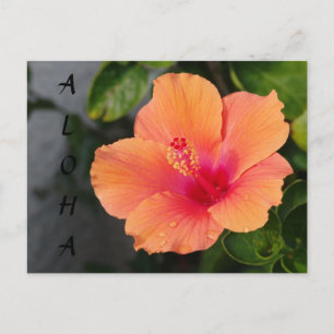 ALOHA Hibiskus Postkarte