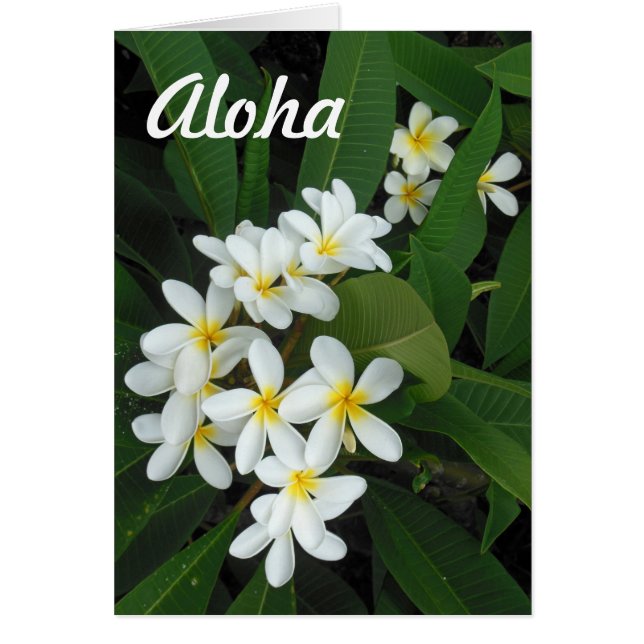 Aloha Plumeria (Vorne)