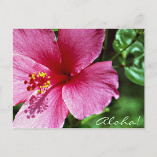 Aloha! Rosa Hibiskus Postkarte