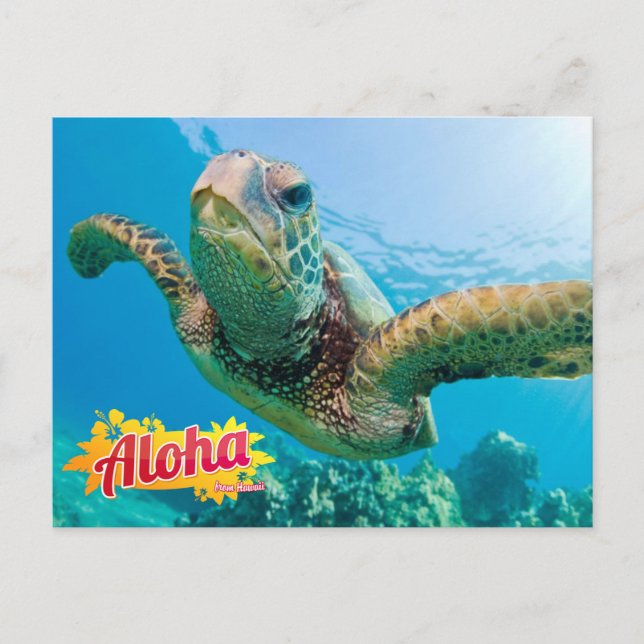 Aloha von Hawaii Honu Green Sea Turtle Postcard Postkarte (Vorderseite)