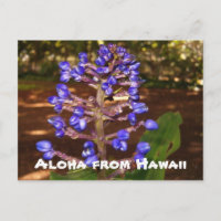Aloha von Hawaii