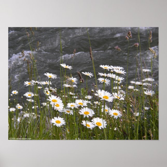 Along the Stream Poster (Vorne)