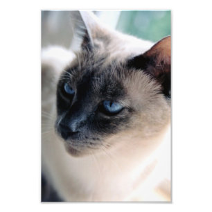 Aloof Siamese Cat Foto Print