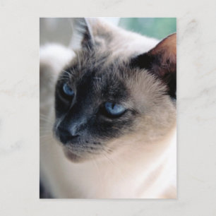 Aloof Siamese Cat Postcard Postkarte