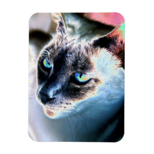 Aloof Siamese Katze veränderte Flexible Magnet