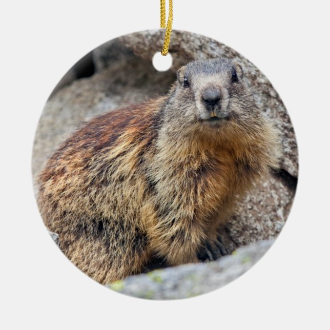 Alp Marmot Ornament (Vorne)