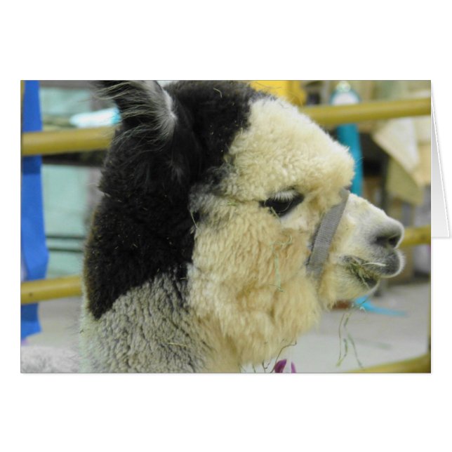 Alpaca (Vorderseite (Horizontal))