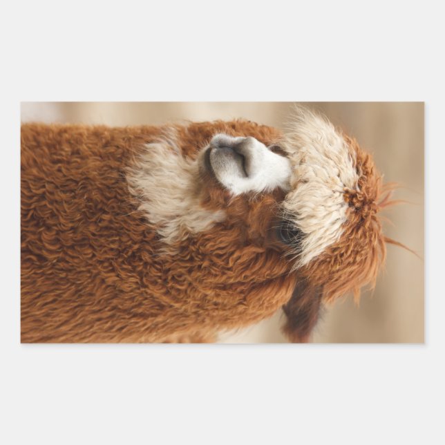Alpaca-Aufkleber Rechteckiger Aufkleber (Vorderseite)