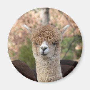 Alpaca Belle Magnet