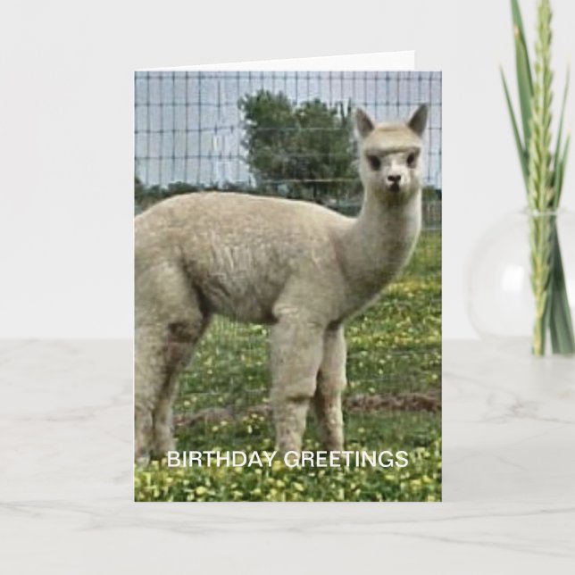 Alpaca Birthday Karte (Vorderseite)
