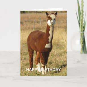 Alpaca Birthday Karte