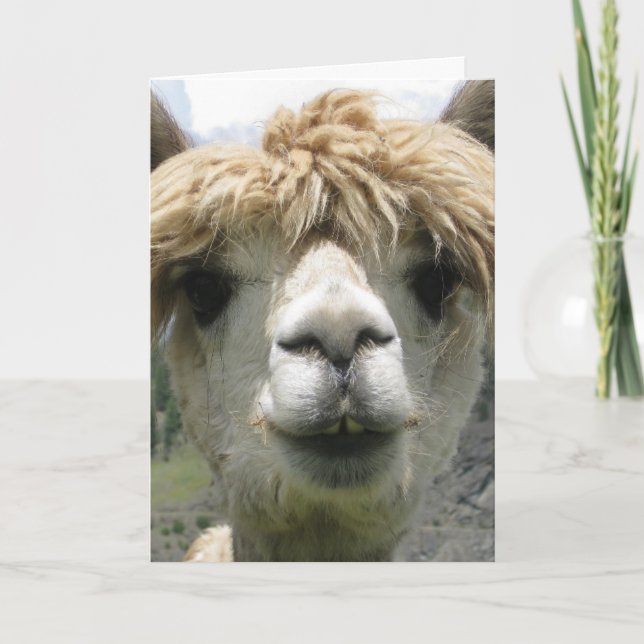 ALPACA BLANK GREETKARTE KARTE (Vorderseite)